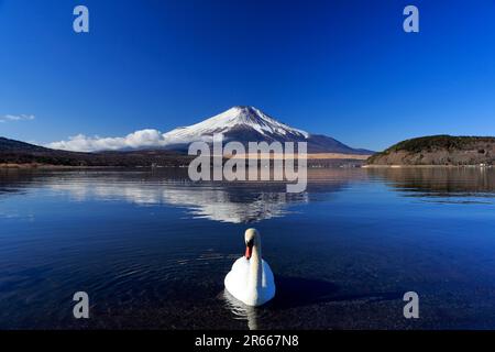 Cigni e Fuji capovolto al lago Yamanakako Foto Stock