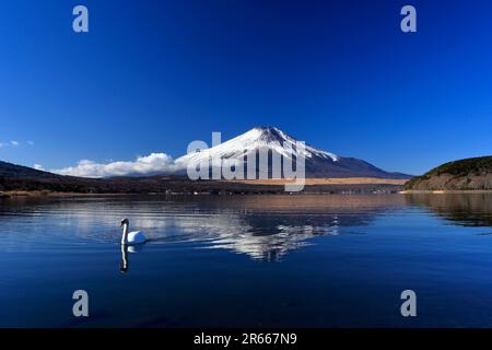 Cigni e Fuji capovolto al lago Yamanakako Foto Stock