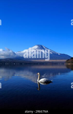 Cigni e Fuji capovolto al lago Yamanakako Foto Stock