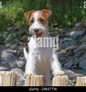 jack rusell terrier Foto Stock