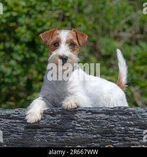 jack rusell terrier rilassante Foto Stock