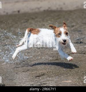 jack rusell terrier che corre e guarda la fotocamera Foto Stock