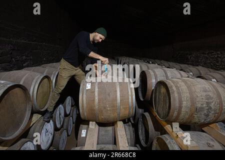 Prelevare un campione di whisky scozzese da un bunghole in botte di rovere, utilizzando una pipetta di campionamento in vetro lunga presso la distilleria Arbikie, Highlands, Scozia. Foto Stock