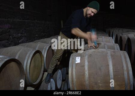 Prelevare un campione di whisky scozzese da un bunghole in botte di rovere, utilizzando una pipetta di campionamento in vetro lunga presso la distilleria Arbikie, Highlands, Scozia. Foto Stock