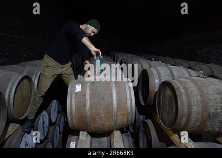 Prelevare un campione di whisky scozzese da un bunghole in botte di rovere, utilizzando una pipetta di campionamento in vetro lunga presso la distilleria Arbikie, Highlands, Scozia. Foto Stock