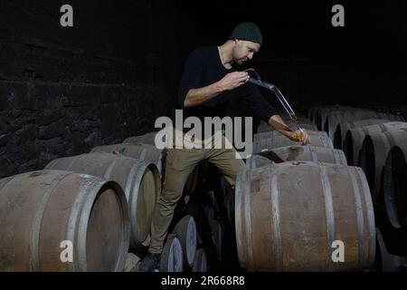 Prelevare un campione di whisky scozzese da un bunghole in botte di rovere, utilizzando una pipetta di campionamento in vetro lunga presso la distilleria Arbikie, Highlands, Scozia. Foto Stock