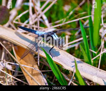 Dragonfly comune con la sua ala diffusa, riposante su uno sfondo di vegetazione palude con un'ombra e godendosi nel suo ambiente e habitat circostante. Foto Stock