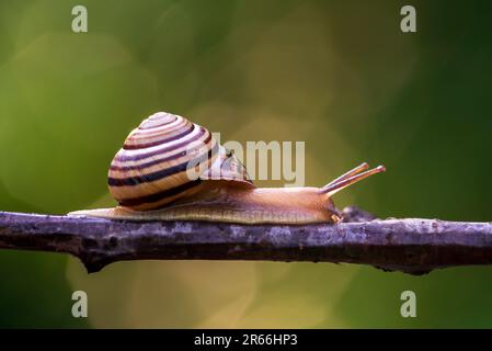 Lumaca giardino (Cornu aspersum) che striscio sul ramo ramoscello in natura foresta primo piano sfondo verde Foto Stock