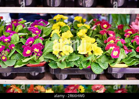 Fiori di primrose sugli scaffali in un negozio Foto Stock