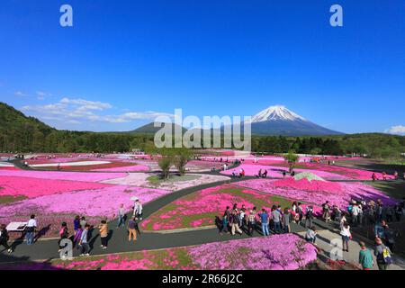 Shiba-zakura al Monte Fuji Motosuko Resort e Monte Fuji Foto Stock