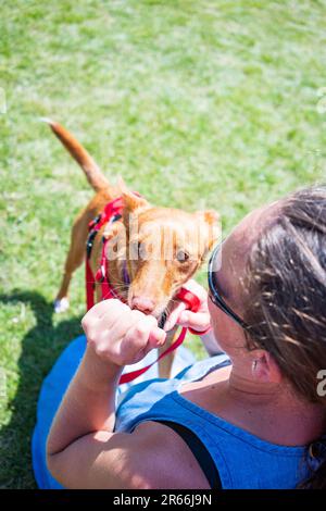 Giornata estiva con cane e proprietario all'aperto sull'erba Foto Stock