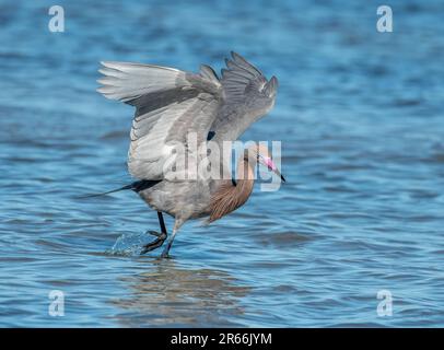 Un bellissimo Egret rossastro è in cerca e caccia lungo la costa del Texas. Foto Stock