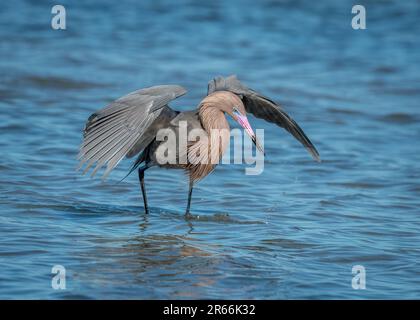 Un bellissimo Egret rossastro è in cerca e caccia lungo la costa del Texas. Foto Stock