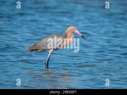 Un bellissimo Egret rossastro è in cerca e caccia lungo la costa del Texas. Foto Stock