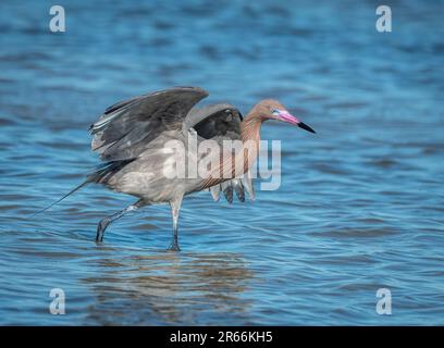 Un bellissimo Egret rossastro è in cerca e caccia lungo la costa del Texas. Foto Stock