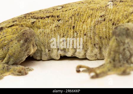 Il Gecko gigante di Halmahera (Gehyra marginata) Ternate dtella isolato su sfondo bianco Foto Stock