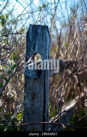 Recinzione in un sentiero naturalistico a Sachuest Point, a Middletown, Rhode Island Foto Stock