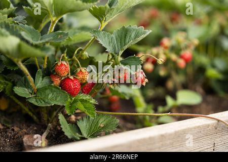 Cespugli di fragole con piccoli frutti rossi maturi e maturi in un alto letto di fiori con pareti in legno Foto Stock