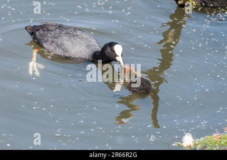 Adult Coot (Fulica atra) nutrendo un pulcino giovane - il colore della testa mostra che è appena schiusa Foto Stock