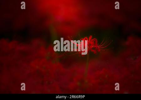 Lycoris radiata, Kinchakuda Foto Stock