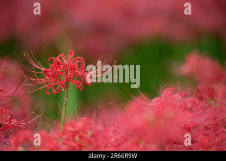 Lycoris radiata, Kinchakuda Foto Stock
