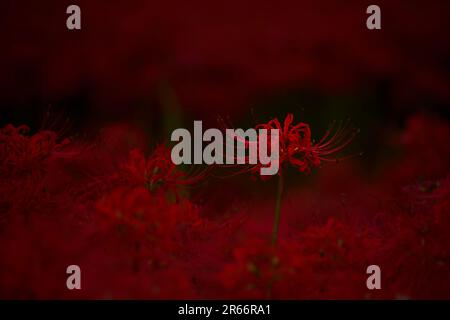 Lycoris radiata, Kinchakuda Foto Stock