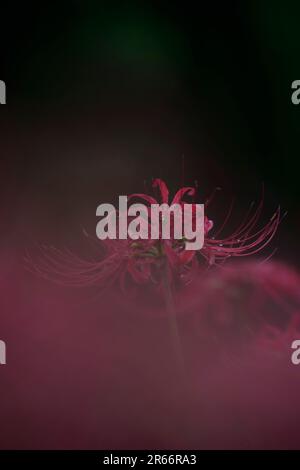 Lycoris radiata, Kinchakuda Foto Stock