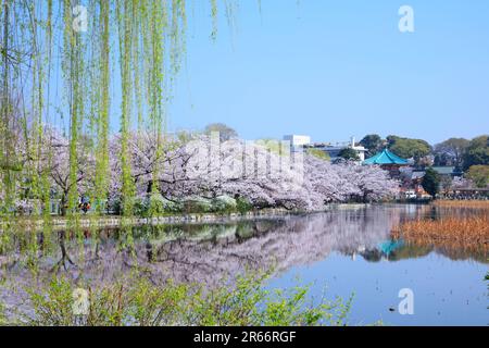 Fioritura dei ciliegi nel Parco Ueno Foto Stock