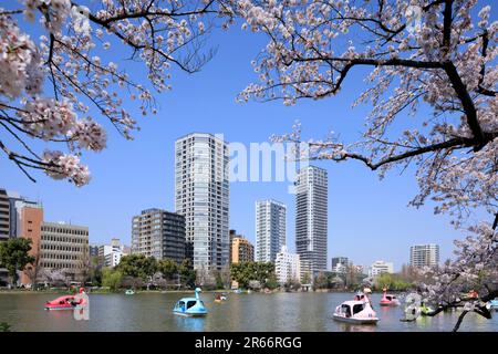 Fioritura dei ciliegi nel Parco Ueno Foto Stock