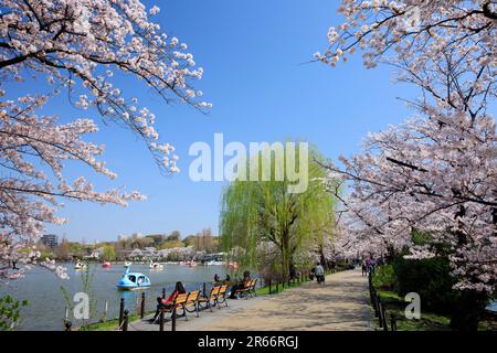 Fioritura dei ciliegi nel Parco Ueno Foto Stock