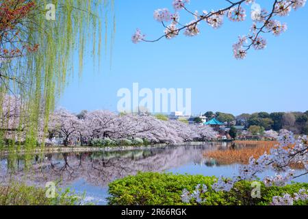 Fioritura dei ciliegi nel Parco Ueno Foto Stock