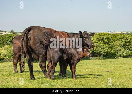 Aberdeen angus mucca e vitello Foto Stock