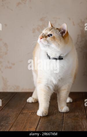 Ben nutrito gatto bianco e rosso su un tavolo di legno marrone che guarda su e di lato Foto Stock