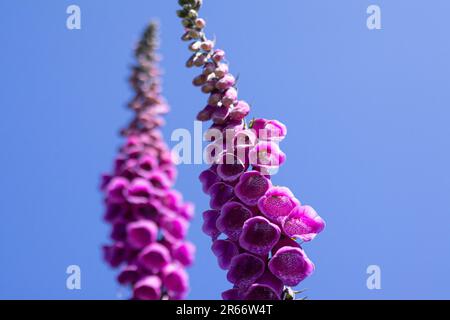 Fiore sull'isola di Skomer Foto Stock