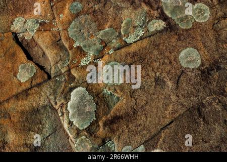 Licheni su arenaria rossa nelle Pocono Mountains della Pennsylvania Foto Stock