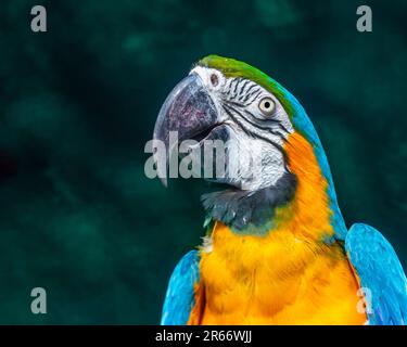 Un primo piano di un pappagallo dai colori vivaci appollaiato su un ramo dell'albero Foto Stock