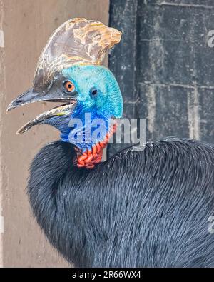 Una foto ravvicinata ad alta risoluzione di un cassonaio meridionale, un uccello di grandi dimensioni Foto Stock