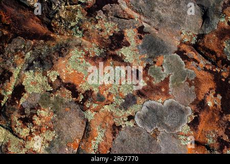 Licheni su arenaria rossa nelle Pocono Mountains della Pennsylvania Foto Stock