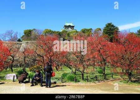 Osaka Castle Park ume (Plum) boschetto e ciliegia fiorire osservatori Foto Stock