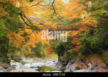 Kazura Bridge a Iya e foglie autunnali Foto Stock