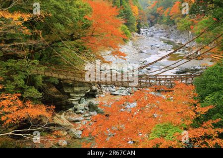 Kazura Bridge a Iya e foglie autunnali Foto Stock