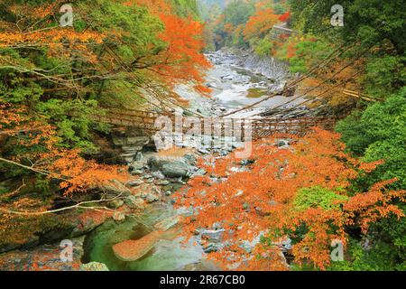 Kazura Bridge a Iya e foglie autunnali Foto Stock