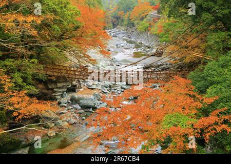 Kazura Bridge a Iya e foglie autunnali Foto Stock