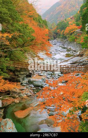 Kazura Bridge a Iya e foglie autunnali Foto Stock