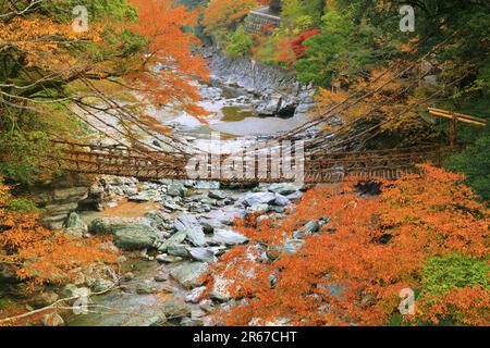 Kazura Bridge a Iya e foglie autunnali Foto Stock