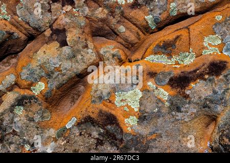 Licheni su arenaria rossa nelle Pocono Mountains della Pennsylvania Foto Stock