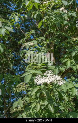 Foglie / fogliame e cremosi fiori bianchi di anziano comune / Sambucus nigra al sole. Varie parti usate medicinalmente nei rimedi di erbe nel passato. Foto Stock