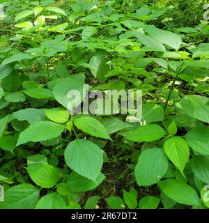 Nettle pungente, Nettle di legno, Titch Weed, Laportea canadensis, è un perenne, pianta non legnosa che causa il pungente una volta toccata. Commestibile quando giovane. Foto Stock
