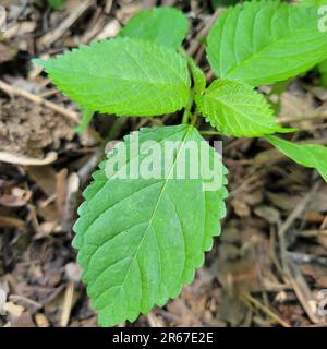 Nettle pungente, Nettle di legno, Titch Weed, Laportea canadensis, è un perenne, pianta non legnosa che causa il pungente una volta toccata. Commestibile quando giovane. Foto Stock