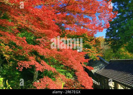 Lascia Long Valley Temple Foto Stock